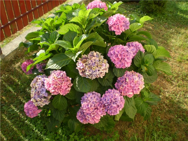 hortenzija